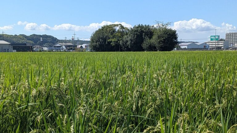 収穫を控えた、自然栽培の朝日米の田んぼ（岡山県）