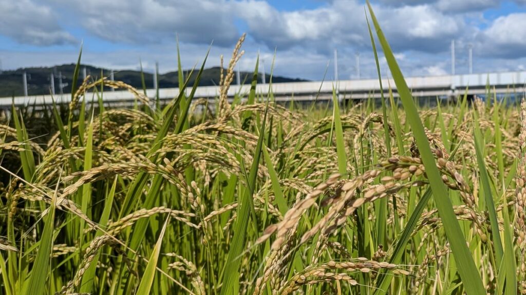 稲刈りを前に穂を垂れる、自然栽培の朝日米（岡山県）