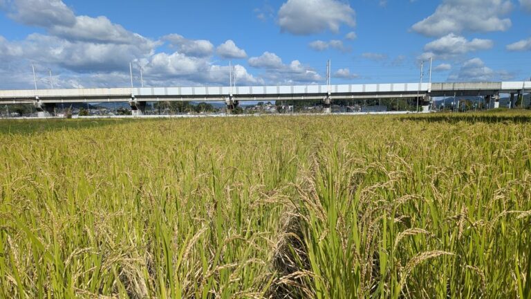 稲刈りを前に実った、自然栽培の朝日米の田んぼ（岡山県）