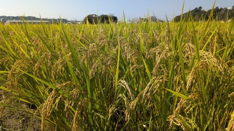 稲刈りを前に黄金色に実った、自然栽培の朝日米の田んぼ（岡山県）